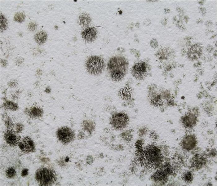 Black spots of mold on a wall