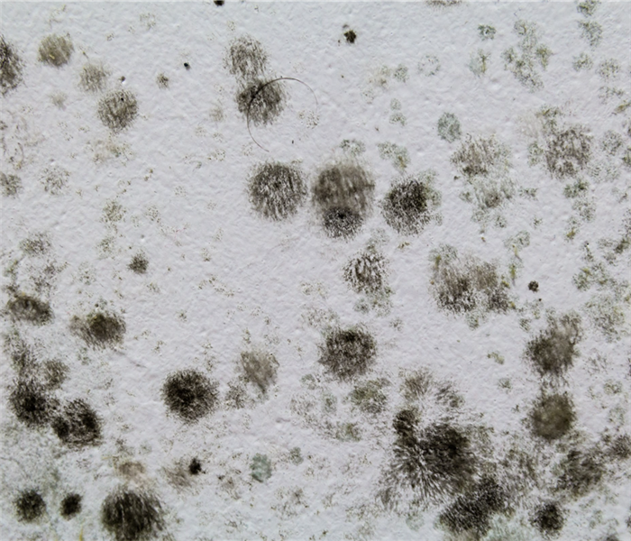 Black spots of mold on a wall